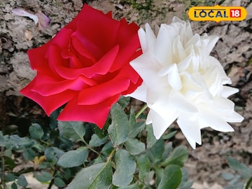 হাওড়ার