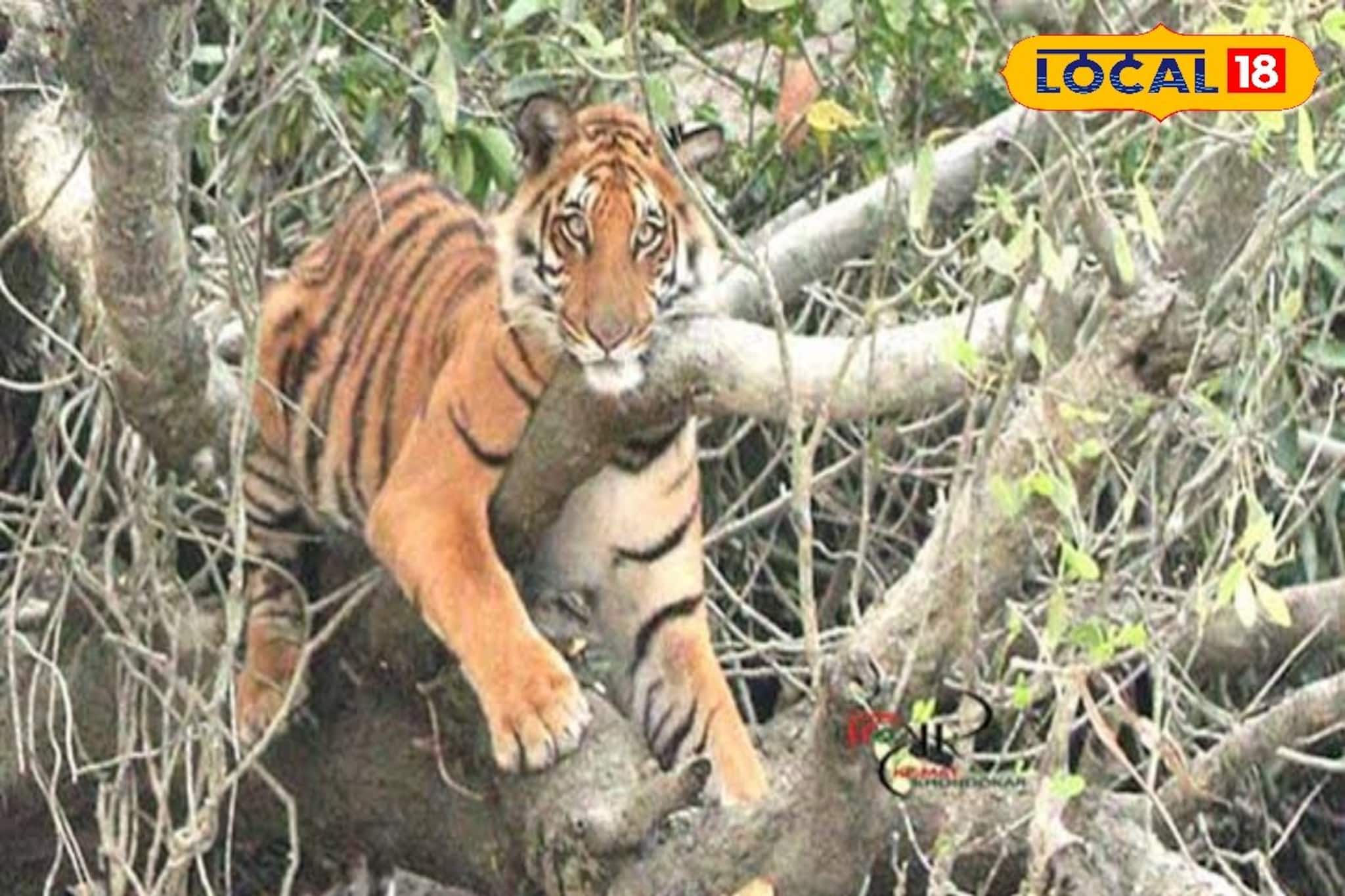 ফিটনেস টেস্টে পাশ সুন্দরবনের অধিকাংশ বোট, পর্যটক বাড়ছে না কমছে? বহাল ধোঁয়াশা ফিটনেস টেস্টে পাশ সুন্দরবনের অধিকাংশ বোট, পর্যটক বাড়ছে না কমছে? বহাল ধোঁয়াশা