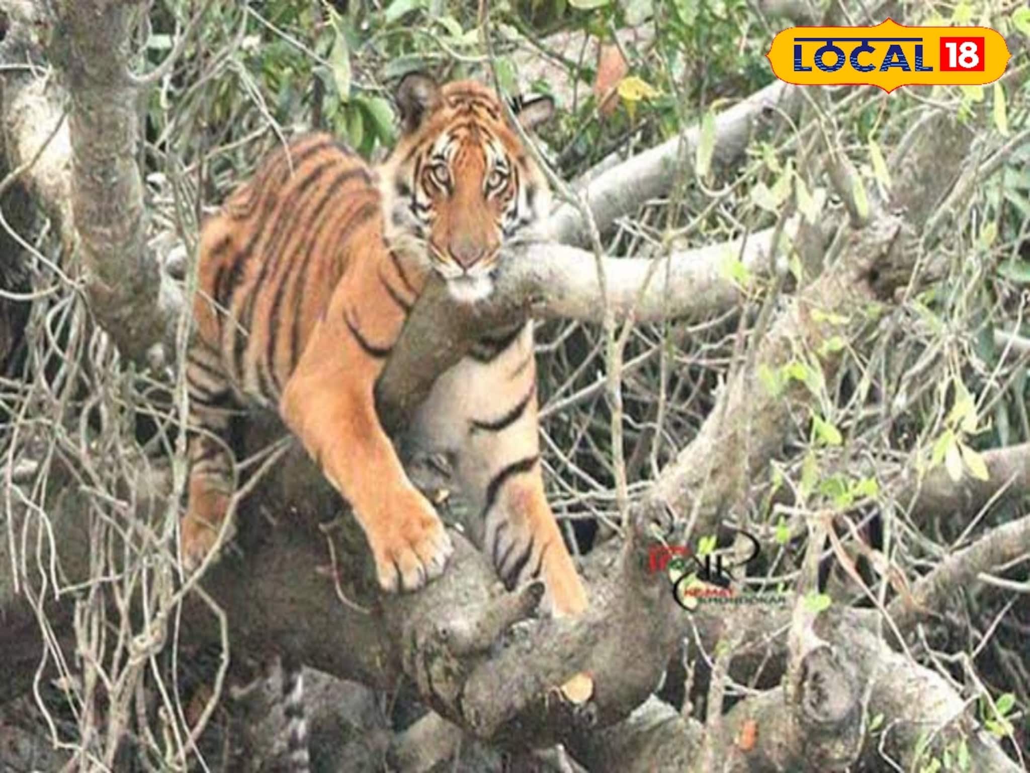 South 24 Parganas News: ফিটনেস টেস্টে পাশ সুন্দরবনের অধিকাংশ বোট, পর্যটক বাড়ছে না কমছে? বহাল ধোঁয়াশা