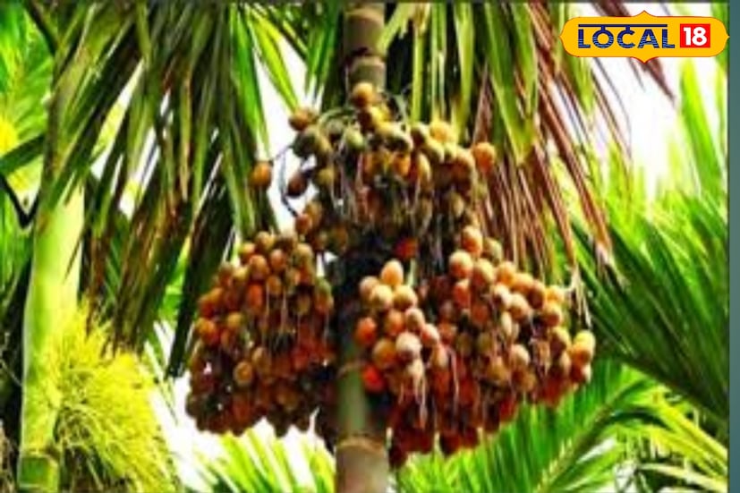 সুপারির চাহিদা ও দাম ভাল থাকায় সুপারি চাষে আগ্রহ বাড়ছে কৃষকদের। দক্ষিণ চব্বিশ পরগনার জয়নগর এলাকার বহুরু দক্ষিণ বারাসাতে প্রচুর জমিতে সুপারি চাষ হচ্ছে। (ছবি ও তথ্যঃ সুমন সাহা)