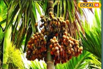 কম খরচ, কম পরিচর্যায় লাভ অনেক! বিকল্প চাষ হিসেবে দিন দিন বাড়ছে সুপারি চাষের চাহিদা কম খরচ, কম পরিচর্যায় লাভ অনেক! বিকল্প চাষ হিসেবে দিন দিন বাড়ছে সুপারি চাষের চাহিদা