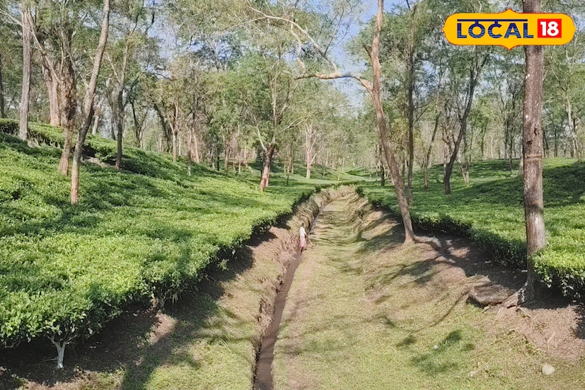 অভিষেক বন্দ্যোপাধ্যায়ের উত্তরবঙ্গ সফরের পরেই খুলল বন্ধ দরজা। চার মাসের অচলাবস্থার অবশেষে অবসান। সুবর্ণপুর চা বাগানে ফিরল কাজ, ফিরল হাসি। দীর্ঘ চার মাসের টানা অচলাবস্থার অবসান ঘটল ক্রান্তি ব্লকের রাজাডাঙ্গা গ্রাম পঞ্চায়েতের অন্তর্গত ধলাবাড়ি গ্রামের সুবর্ণপুর চা বাগানে। সোমবার আনুষ্ঠানিকভাবে বাগানের অফিস ঘরের বন্ধ তালা খুলে দেওয়া হয়। এর সঙ্গে সঙ্গেই নতুন আশার আলো দেখলেন কয়েকশো চা শ্রমিক ও তাদের পরিবার। (ছবি ও তথ্য: সুরজিৎ দে)