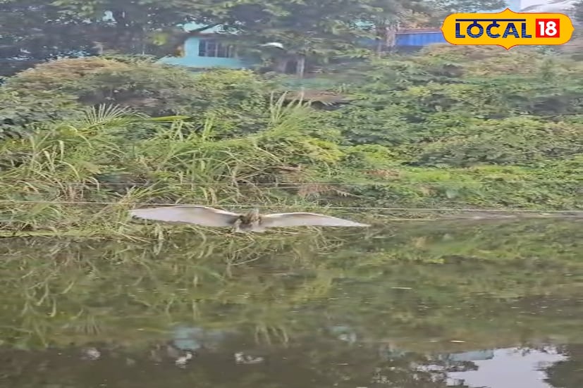 পেট ভরাতে গিয়েই মুহুর্মুহু প্রাণ হারাচ্ছে বক-মাছরাঙা! গ্রাম অঞ্চলে পুকুরপাড়ে চোখ মেলা মানেই চোখে পড়বে বক-মাছরঙ্গা'র। কিন্তু পরিস্থিতি এমন তৈরি হচ্ছে আগামী দিনে হয়ত, চিত্র বদল হতে চলেছে। (ছবি ও তথ্য : রাকেশ মাইতি) পেট ভরাতে গিয়েই মুহুর্মুহু প্রাণ হারাচ্ছে বক-মাছরাঙা! গ্রাম অঞ্চলে পুকুরপাড়ে চোখ মেলা মানেই চোখে পড়বে বক-মাছরঙ্গা'র। কিন্তু পরিস্থিতি এমন তৈরি হচ্ছে আগামী দিনে হয়ত, চিত্র বদল হতে চলেছে। (ছবি ও তথ্য : রাকেশ মাইতি)