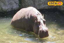 Alipore Zoo: সঙ্গিনী আর নেই, প্রবল ঠান্ডাতেও টানা ১২ দিন জলে ডুব জলহস্তীর! চাঞ্চল্য আলিপুর চিড়িয়াখানায়