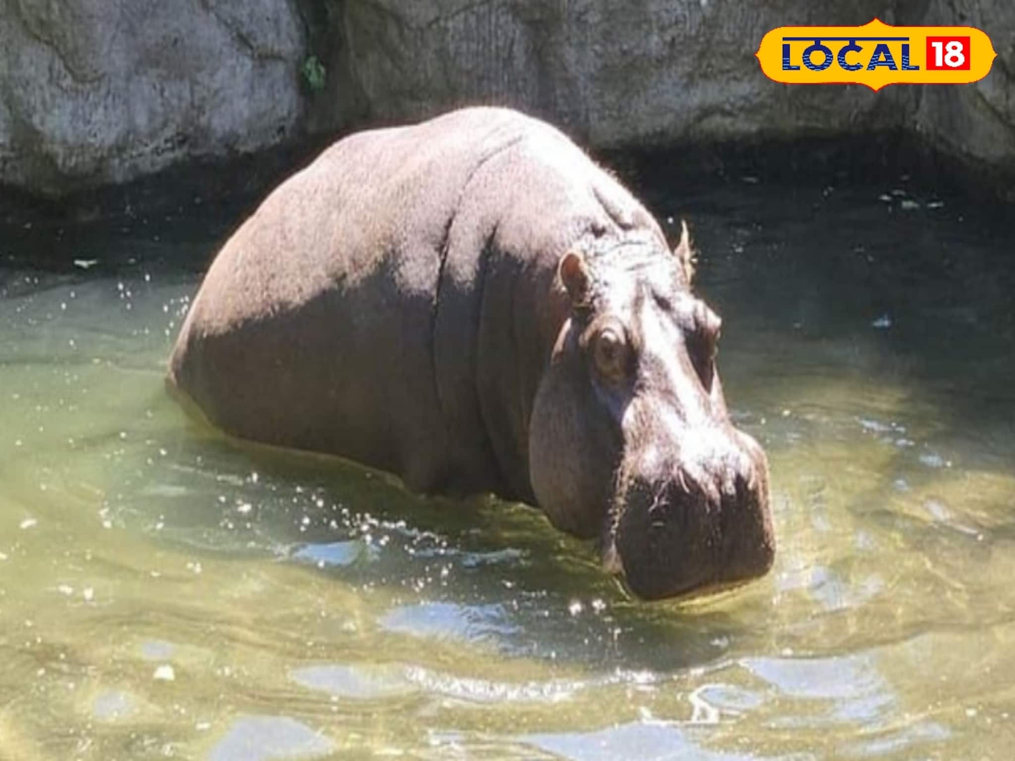 সঙ্গিনী আর নেই, প্রবল ঠান্ডাতেও টানা ১২ দিন জলে ডুব জলহস্তীর! চাঞ্চল্য আলিপুর চিড়িয়াখানায়