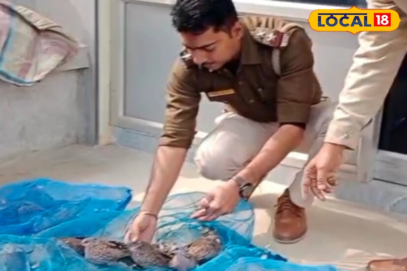 খাঁচার অন্ধকারে দিন কাটছিল ওদের। ডানা মেলার সুযোগটুকুও কেড়ে নিয়েছিল অসাধু কারবারিরা। অবশেষে পুলিশের তৎপরতায় মুক্তির স্বাদ পেল প্রায় ৫০টি ঘুঘু পাখি। (ছবি ও তথ্য - কৌশিক অধিকারী)