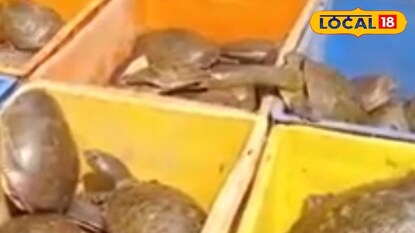 উদ্ধার হওয়া কচ্ছপ উদ্ধার হওয়া কচ্ছপ