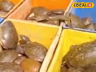 উদ্ধার হওয়া কচ্ছপ