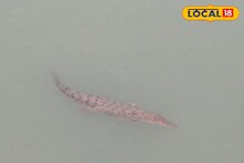 Sundarban Tourism: সেতু থেকে নদীতে কুমির-দর্শন! শীতের সুন্দরবনের জলে জঙ্গলে পর্যটকদের জন্য দুরন্ত হাতছানি