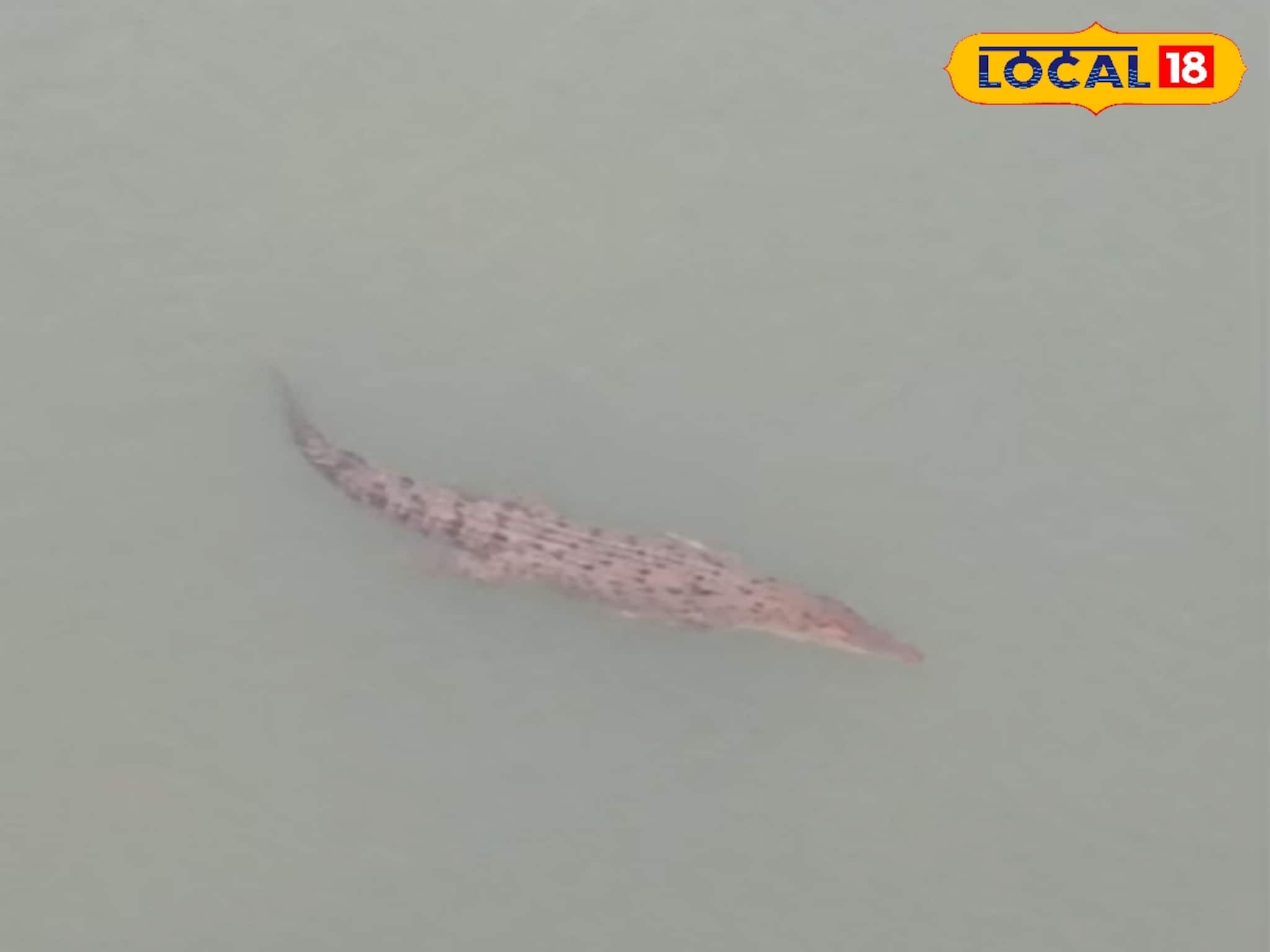 সেতু থেকে নদীতে কুমির-দর্শন! শীতের সুন্দরবনের জলে জঙ্গলে পর্যটকদের জন্য দুরন্ত হাতছানি