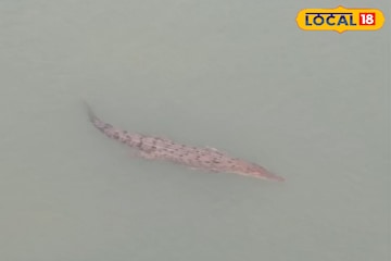 সেতু থেকে নদীতে কুমির-দর্শন! শীতের সুন্দরবনের জলে জঙ্গলে পর্যটকদের জন্য দুরন্ত হাতছানি সেতু থেকে নদীতে কুমির-দর্শন! শীতের সুন্দরবনের জলে জঙ্গলে পর্যটকদের জন্য দুরন্ত হাতছানি