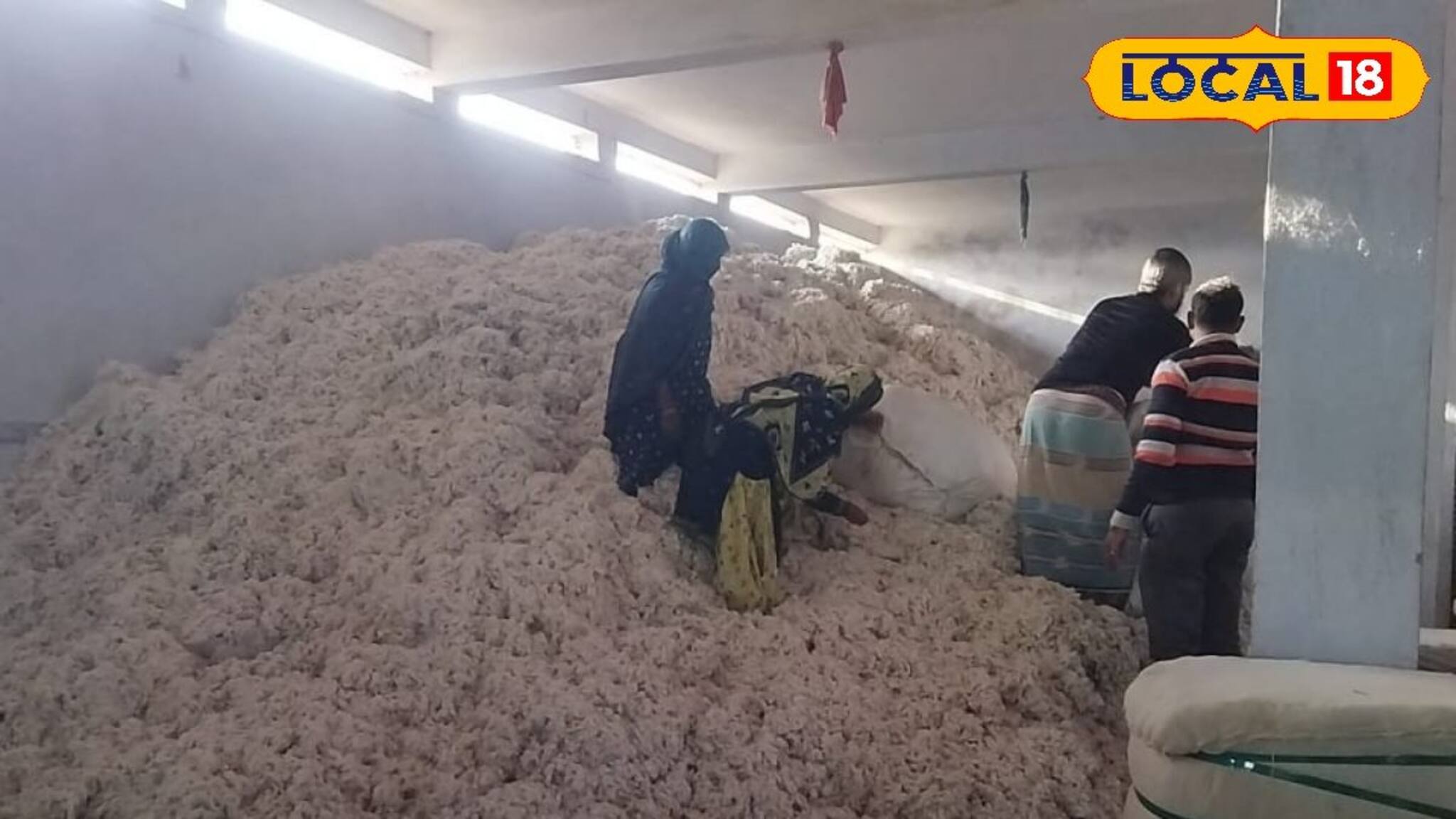 South 24 Parganas News: প্রতিকূলতাকে আয়ের সুযোগ  সুন্দরবনের চাষিদের! নোনা জমিতে ফলছে কার্পাস তুলো