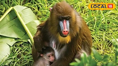 সাফারিতে সুখবর, ম্যানড্রিল শাবকের জন্ম!