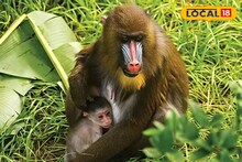 Good News: নতুন বছরের শুরুতেই সুখবর! বেঙ্গল সাফারিতে জন্ম বিপন্নপ্রায় ম্যানড্রিল শাবকের, দেখলেই মন খুশি