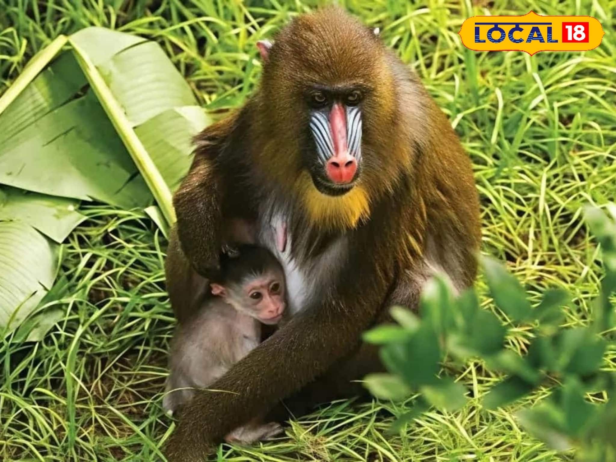 বছরের শুরুতেই সুখবর! বেঙ্গল সাফারিতে জন্ম বিপন্নপ্রায় ম্যানড্রিল শাবকের, দেখলেই মন খুশি