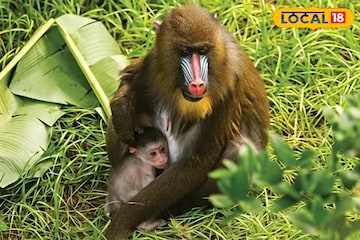 বছরের শুরুতেই সুখবর! বেঙ্গল সাফারিতে জন্ম বিপন্নপ্রায় ম্যানড্রিল শাবকের, দেখলেই মন খুশি বছরের শুরুতেই সুখবর! বেঙ্গল সাফারিতে জন্ম বিপন্নপ্রায় ম্যানড্রিল শাবকের, দেখলেই মন খুশি