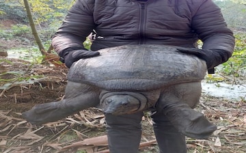 বাগনানে পিকক সফট শেল টার্টেল উদ্ধার! মৃত্যুর মুখ থেকে ফেরানো হল লুপ্তপ্রায় কাছিমকে বাগনানে পিকক সফট শেল টার্টেল উদ্ধার! মৃত্যুর মুখ থেকে ফেরানো হল লুপ্তপ্রায় কাছিমকে