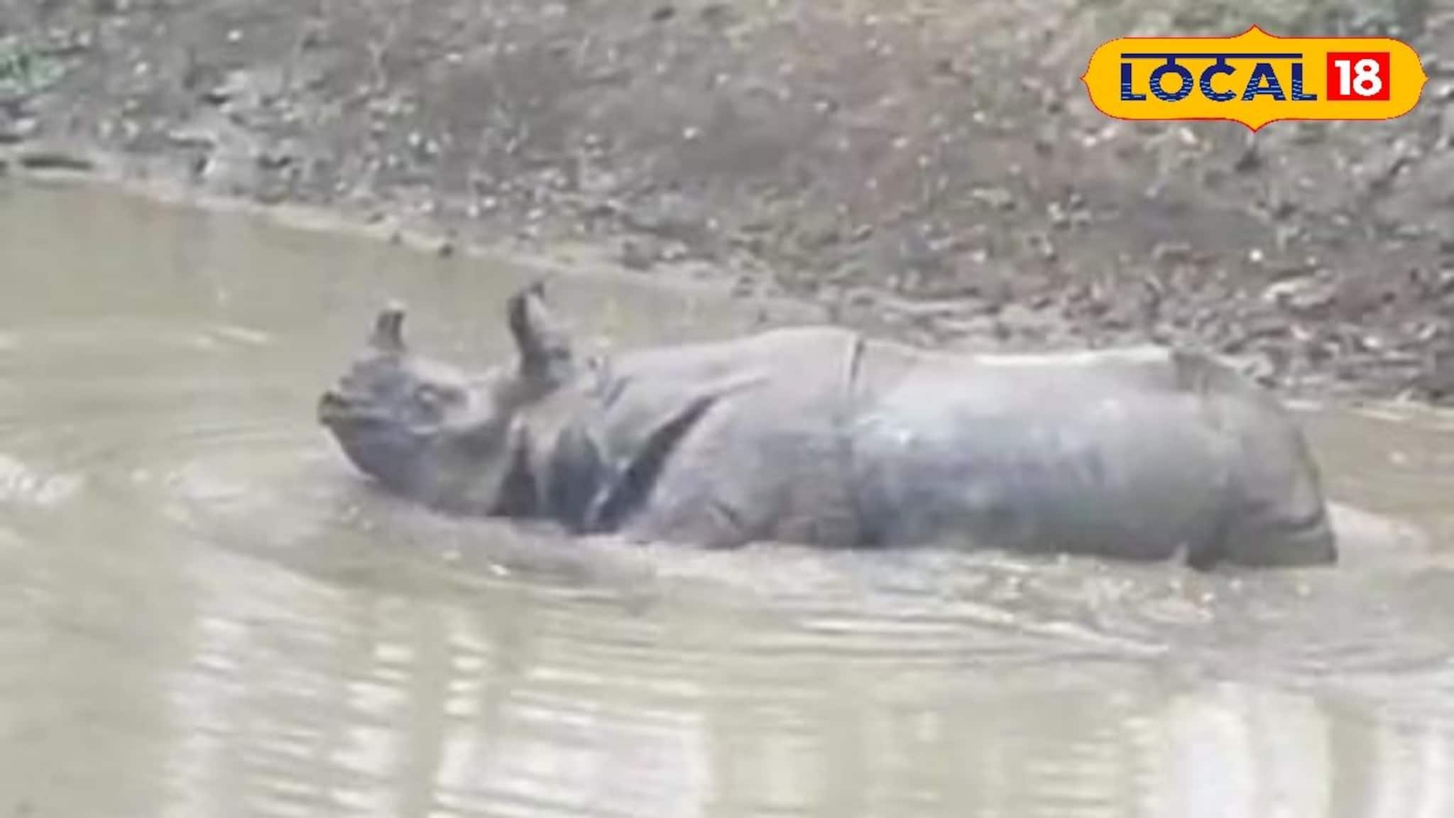 Alipurduar News: কুয়াশা চিরে লোকালয়ে একশৃঙ্গ গণ্ডার! আলিপুরদুয়ারের নতুনপাড়ায় চরম আতঙ্ক