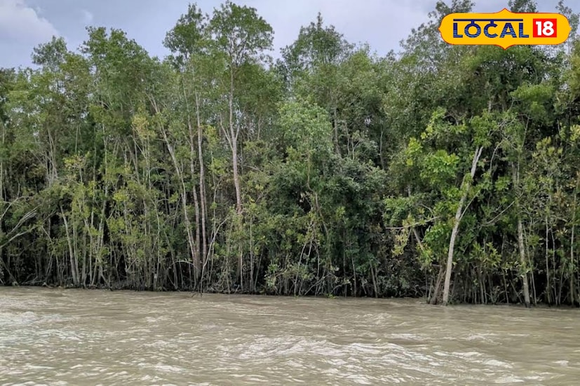 সৌন্দর্যের টানে এই শীতে ঘুরে আসতে পারেন সুন্দরবনের কলস ও হ্যালিডে দ্বীপে। বঙ্গোপসাগর লাগোয়া এই দ্বীপ অপার সৌন্দর্যে ভরপুর। দুটি দ্বীপ তাদের নিজস্ব বৈশিষ্ট্যের জন্য সকলকে কাছে টানে। (ছবি ও তথ্য: নবাব মল্লিক) সৌন্দর্যের টানে এই শীতে ঘুরে আসতে পারেন সুন্দরবনের কলস ও হ্যালিডে দ্বীপে। বঙ্গোপসাগর লাগোয়া এই দ্বীপ অপার সৌন্দর্যে ভরপুর। দুটি দ্বীপ তাদের নিজস্ব বৈশিষ্ট্যের জন্য সকলকে কাছে টানে। (ছবি ও তথ্য: নবাব মল্লিক)