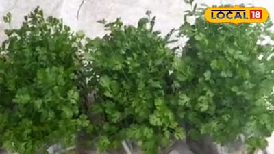 বোতলে ধনেপাতা