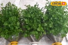 বারো মাস মিলবে আঁটি আঁটি 'ধনেপাতা'...! বাজার থেকে দাম দিয়ে কিনতে হবে না, বাড়িতেই এই কায়দায় করুন 'চাষ'!