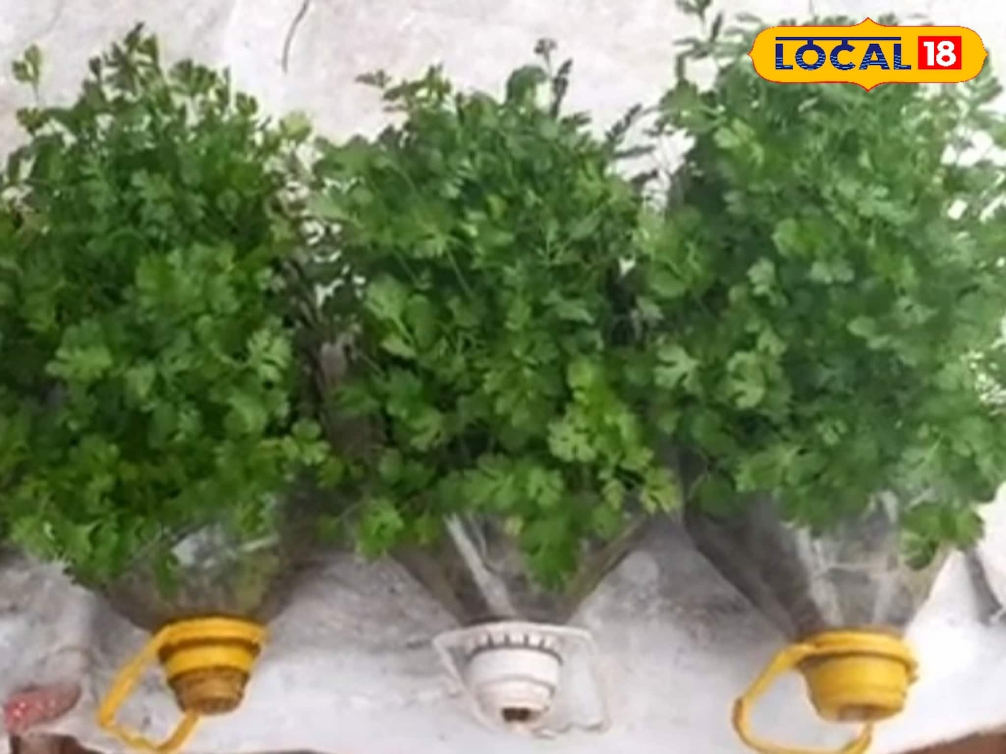 বারো মাস আঁটি আঁটি 'ধনেপাতা'..! বাজার থেকে কিনতে হবে না, বাড়িতেএই 'কায়দায়' করুন চাষ!