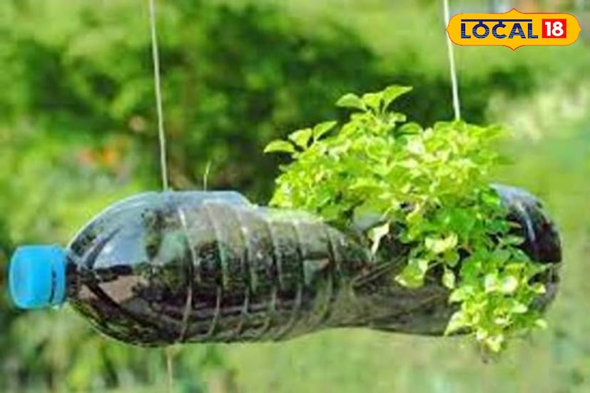 উত্তর ২৪ পরগনা, রুদ্র নারায়ণ রায়: ধনেপাতা অতি জনপ্রিয় একটি শাক। রান্নায় স্বাদ বাড়াতে তার জুড়ি নেই। ধনে পাতা ঝালমুড়ি থেকে শুরু করে ঘুঘনি- সবেতেই কুচিয়ে দেওয়া হয়। ধনে পাতা বেটে গরম ভাতে চাটনি হিসেবেও খাওয়া হয়। আপনার বারান্দায় ওনা সেই এই পদ্ধতিতে শীতে ধনেপাতা চাষ করতে পারেন