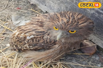 জালে আটকে প্রাণ ওষ্ঠাগত! ছটফট করা বিরল প্রজাতির পেঁচার প্রাণ বাঁচিয়ে হিরো দলুয়া খাঁকি