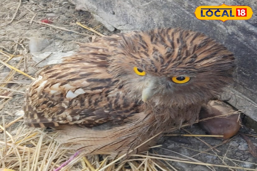 এলাকার যুবকের তৎপরতায় প্রায় দু'কেজি ওজনের একটি পেঁচা উদ্ধার করে বন দফতরের হাতে তুলে দিল তারা। ঘটনাটি জয়নগর থানা এলাকার জয়নগর এক নম্বর ব্লকের বামনগাছি অঞ্চলে দলুয়া খাঁকি গ্রামে। (ছবি ও তথ্য: সুমন সাহা)