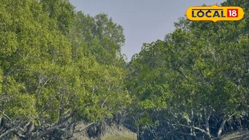 সুন্দরবন 