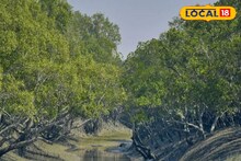 Sunderban Tourism: বাঘের মুখোমুখি থেকে কুমিরের সঙ্গে চোখাচোখি...ছোট্ট ছুটিতে সুন্দরবনের কোথায় কোথায় যাবেন? রইল বিস্তারিত গাইড