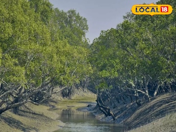 সুন্দরবন 