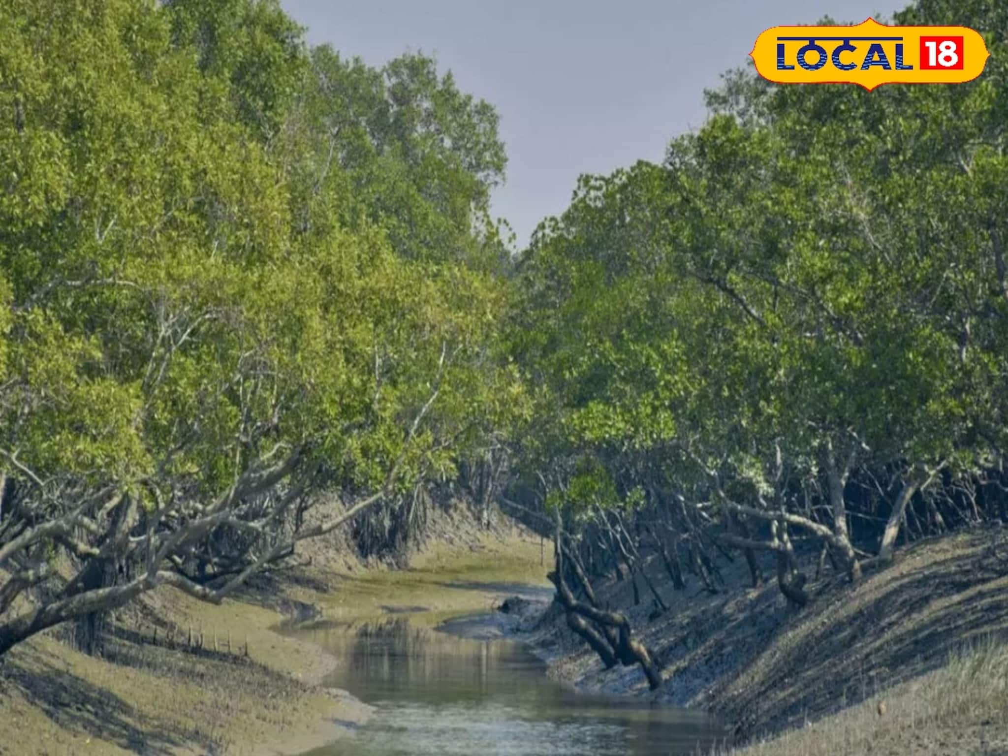 বাঘের মুখোমুখি থেকে কুমিরের সঙ্গে চোখাচোখি...ছোট্ট ছুটিতে সুন্দরবনের কোথায় কোথায় যাবেন?