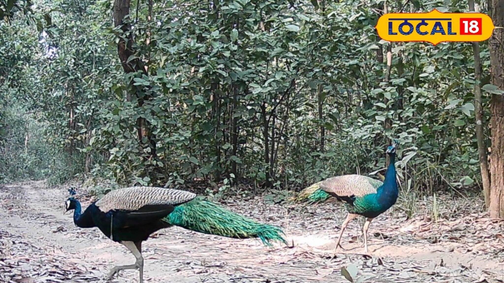 লোকালয়ের কাছেই নিশ্চিন্তে ময়ূর, আউশগ্রামে মানুষের সঙ্গে গড়ে উঠেছে সহাবস্থান