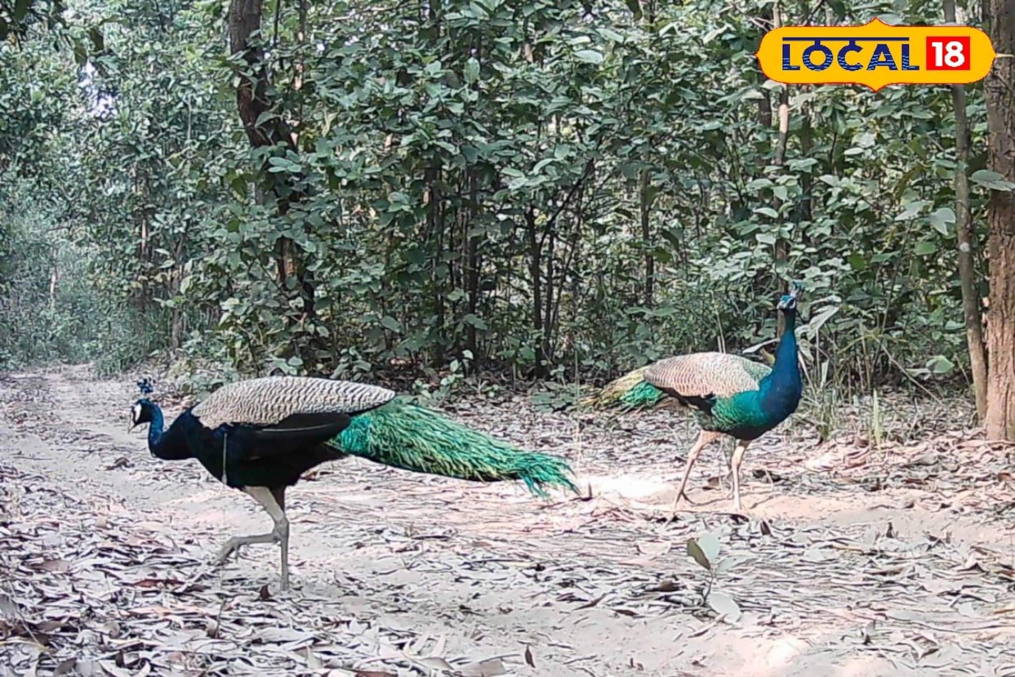 লোকালয়ের কাছেই নিশ্চিন্তে ময়ূর, আউশগ্রামে মানুষের সঙ্গে গড়ে উঠেছে সহাবস্থান