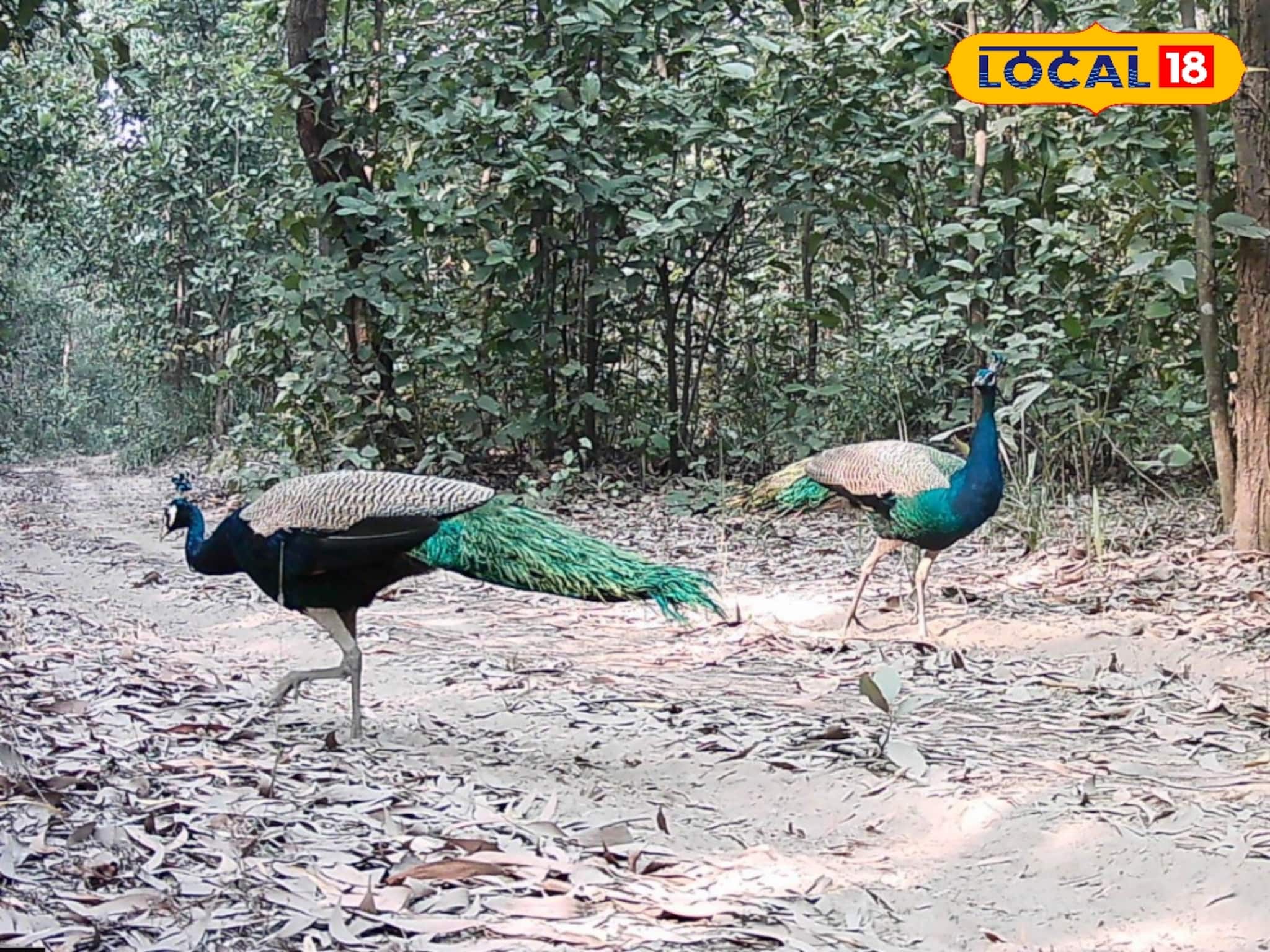 লোকালয়ের কাছেই নিশ্চিন্তে ময়ূর, আউশগ্রামে মানুষের সঙ্গে গড়ে উঠেছে সহাবস্থান