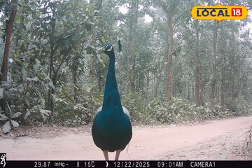 লোকালয়ের কাছেই নিশ্চিন্তে ময়ূর, আউশগ্রামে মানুষের সঙ্গে গড়ে উঠেছে সহাবস্থান