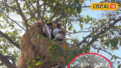 জঙ্গলমহলে ট্রী হাউস 