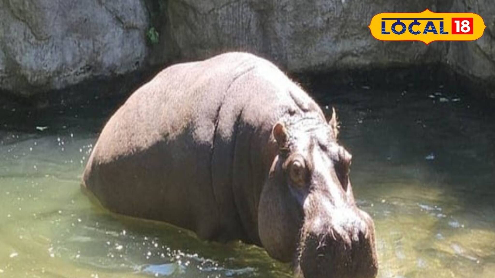 Alipore Zoo: ফিজিওথেরাপির কামাল! ২০ দিন পর জল থেকে ডাঙায় উঠল আলিপুর চিড়িয়াখানার জলহস্তী! মন ভাল করা দৃশ্য