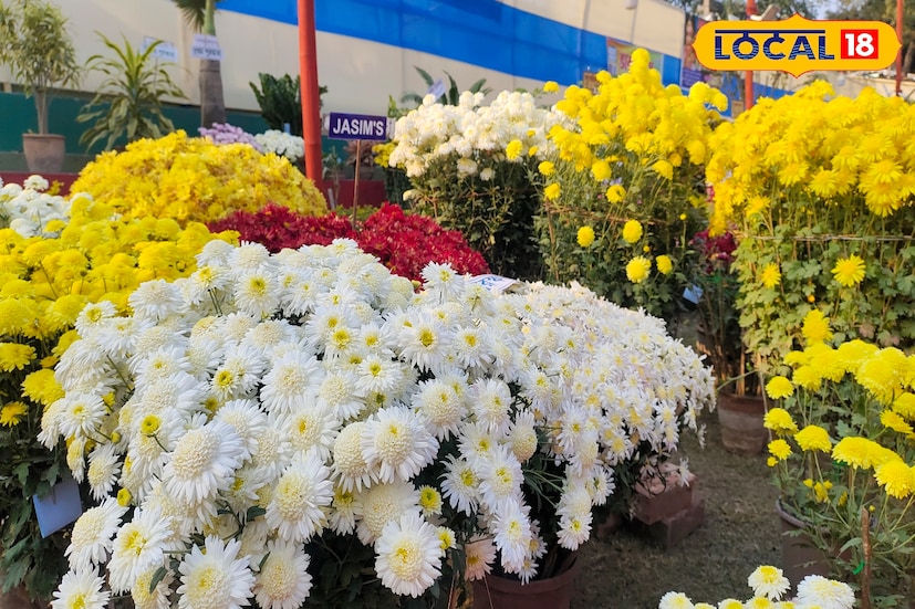 শখের ফুল এবার প্রতিযোগিতার ময়দানে। শখের ফুল ফুটিয়ে প্রতিযোগিতার মঞ্চে চ্যাম্পিয়ন হলেন মালদহের ফুলপ্রেমীরা। ছাদ বাগানের ফুলকে পুষ্প প্রদর্শনীতে তুলে ধরে প্রথম হয়ে নজর কাড়লেন ৬ জন গাছ ও ফুলপ্রেমী। (ছবি ও তথ্যঃ জিএম মোমিন)