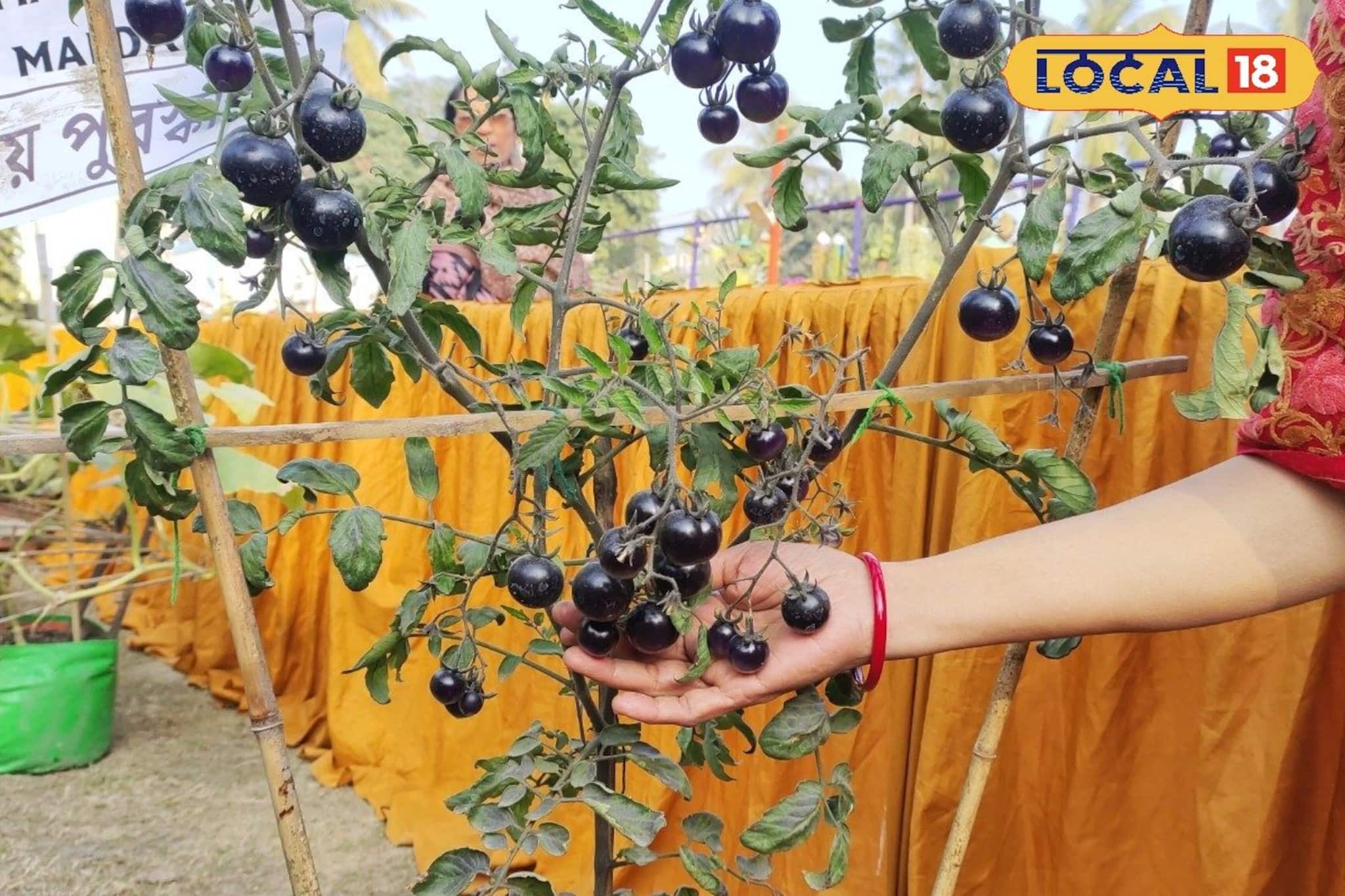 মালদহের স্কুল শিক্ষিকার কামাল! ছাদবাগানে ফলছে ৫০০ টাকা কেজি দরের কালো টমেটো