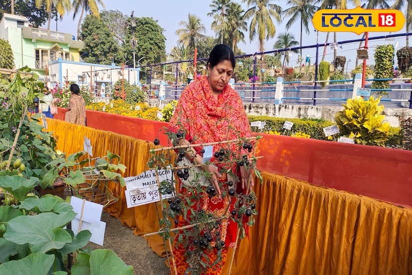 এবারে বিশেষ টমেটো চাষ করে তাক লাগালেন মালদহের এক স্কুল শিক্ষিকা। ছাদের উপর চারটি টপে বিশেষ কালো টমেটো সফলভাবে চাষ করে নজর কাড়লেন সকলের। (ছবি ও তথ্য: জিএম মোমিন)