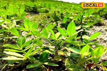 চিনা বাদাম চাষে দ্বিগুণ লাভের ফর্মুলা! বিঘায় লাভ ৪০ হাজার টাকা! জানুন বীজ বপনের সঠিক সময়