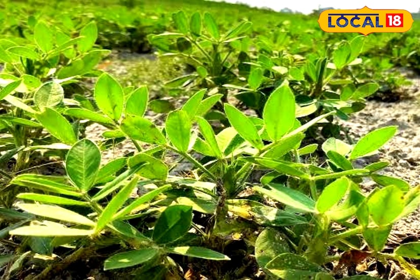 দু’দশক আগে কয়েক বিঘে জমিতে পরীক্ষামূলক ভাবে শুরু হয়েছিল চিনা বাদাম চাষ। ধীরে ধীরে সেই চাষই আজ অর্থকরী বিকল্প ফসল হিসেবে জায়গা করে নিয়েছে এগরা মহকুমায়। আমন ধান তোলার পর একই জমিতে চিনা বাদাম চাষ করে লাভবান হচ্ছেন কৃষকরা। পূর্ব মেদিনীপুর জেলার এগরা ১, এগরা ২ ও পটাশপুর ২ ব্লকের বেলে দোঁয়াশ মাটিযুক্ত এলাকায় বিকল্প অর্থকরী ফসল হিসেবে এই চাষ ছড়িয়ে পড়েছে। (তথ্য ও ছবি: মদন মাইতি)