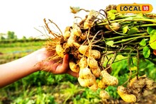 Groundnut Farming: চিনা বাদাম চাষে দ্বিগুণ লাভের ফর্মুলা! বিঘায় লাভ ৪০ হাজার টাকা! জেনে নিন বীজ বপনের সঠিক সময় ও পদ্ধতি