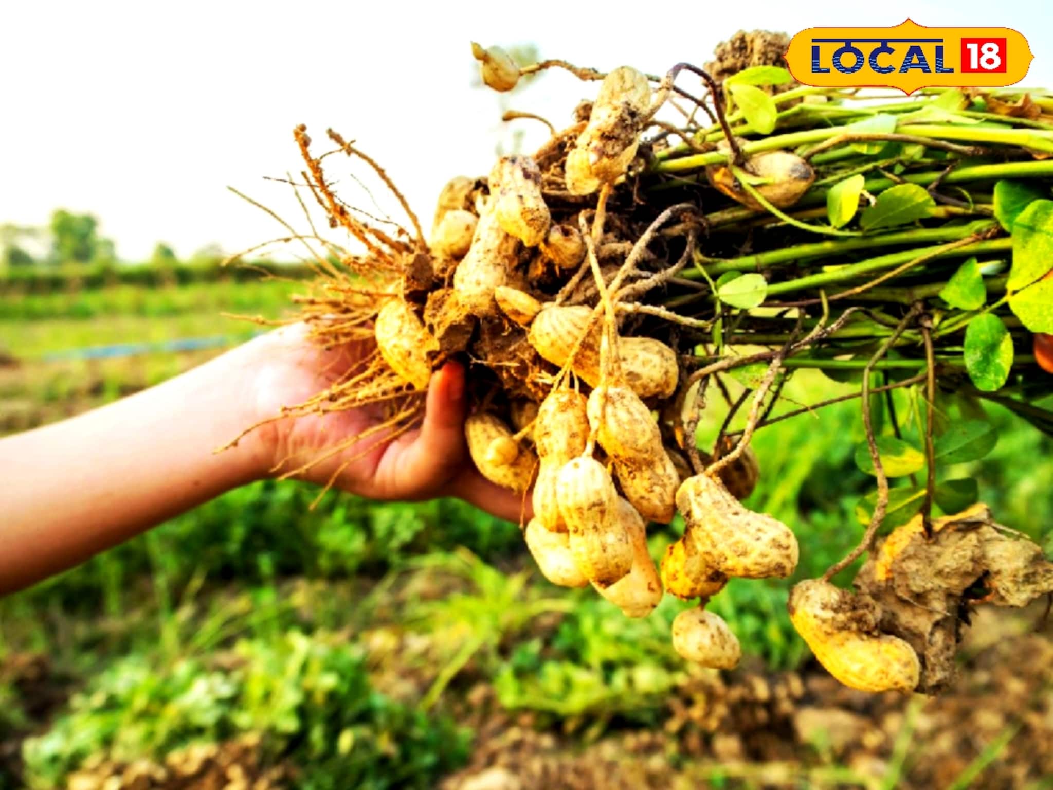 চিনা বাদাম চাষে দ্বিগুণ লাভের ফর্মুলা! বিঘায় লাভ ৪০ হাজার টাকা! জানুন বীজ বপনের সঠিক সময় চিনা বাদাম চাষে দ্বিগুণ লাভের ফর্মুলা! বিঘায় লাভ ৪০ হাজার টাকা! জানুন বীজ বপনের সঠিক সময়