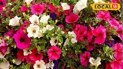 পিটুনিয়া, পিটুনিয়া ফুল, ফুল গাছ, রঙের ফুলঝুড়ি, গাছ ভর্তি পিটুনিয়া পেতে এই 'টিপসেই' হবে কামাল, গাছের মাটিতে দিলেই ছুমন্তর, ফুলে ফুলে ভরে যাবে পিটুনিয়া ফুলের গাছ, ভুড়ভুড়িয়ে আসবে কুঁড়ি, স্টেপ বাই স্টেপ করুন ৫ মোক্ষম কাজ, জানুন সঠিক নিয়ম, পিটুনিয়া ফুলের গাছ, ফুলে ফুলে ভরবে পিটুনিয়া গাছ, ভুড়ভুড়িয়ে, কুঁড়ি, পিটুনিয়া ফুল, পোকামাকড়, শীতকাল, শীতকালের বাগান, পিটুনিয়া গার্ডেনিং টিপস, শীতে ফুল আসছে না পিটুনিয়া গাছে, শীতকালে পিটুনিয়া গাছের পাতা হলুদ হয়ে যাচ্ছে, বাগান, শীতের গাছের যত্ন নেওয়ার সঠিক নিয়ম, গাছের যত্ন, ফুলগাছের যত্নের সঠিক পদ্ধতি