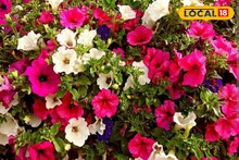 রঙের ফুলঝুড়ি ছুটবে বাগানে...! গাছ ভর্তি 'পিটুনিয়া' পেতে এই 'টিপসেই' হবে কামাল, গাছের মাটিতে দিলেই ছুমন্তর!