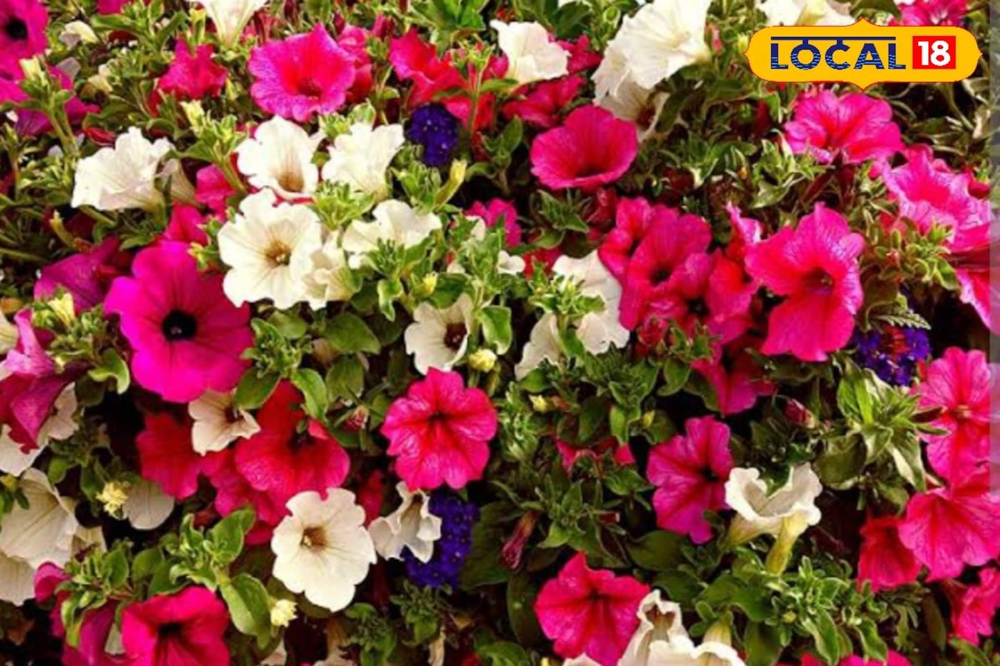 রঙের ফুলঝুড়ি ছুটবে বাগানে...! গাছ ভর্তি 'পিটুনিয়া' পেতে এই 'টিপসেই' হবে কামাল