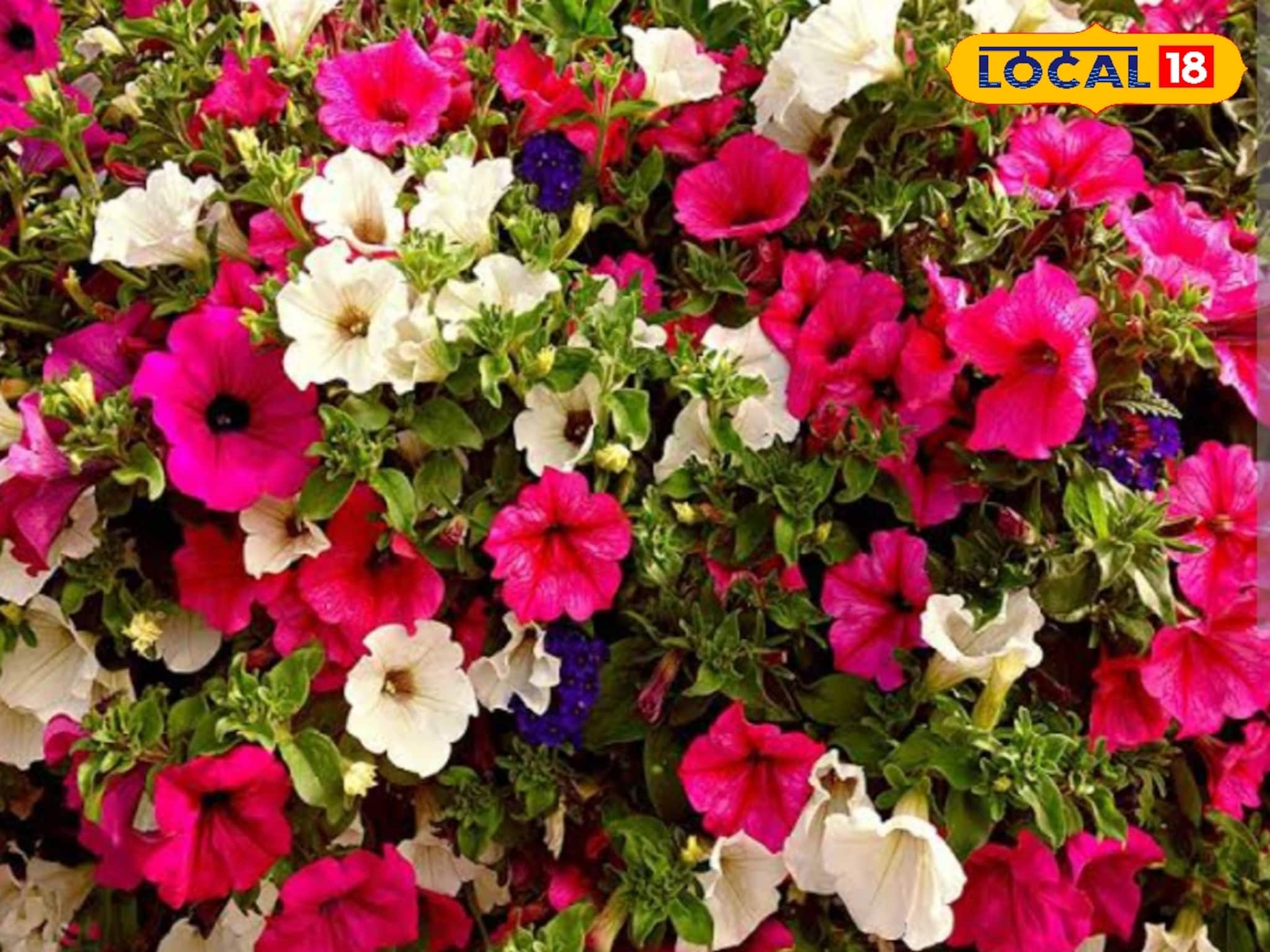 রঙের ফুলঝুড়ি ছুটবে বাগানে...! গাছ ভর্তি 'পিটুনিয়া' পেতে এই 'টিপসেই' হবে কামাল